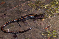 C. l. longipes. April 2012, Tendi Valley, Asturias, ES