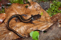 C. l. longipes. April 2012, Tendi Valley, Asturias, ES