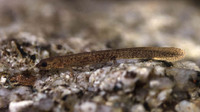 Larva C. l. longipes. September 2000, Gerês, PT