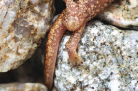 Spur on hind foot