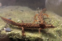 Young male and female. June 2001, Gola su Gorruppu, Sardinia, IT