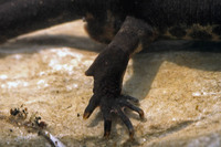 Spur on hind foot