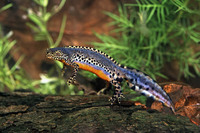 Nominate subsp. adult male. April 2001, garden pond, Zoersel, BE