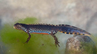 I. a. cyreni adult male. April 2012, Burgos, Castilia-Leon, ES