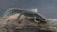 I. a. montenegrina adult female. May 2008, Zminicko Jezero, ME