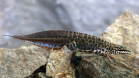 Adult male. May 2004, Achaialagunes, Peleponnese, GR
