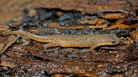 Terrestrial phase. October 2006, near Lake Kaiafas, Peloponnese, GR
