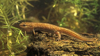 Adult female. May 2001, garden pond, Zoersel, BE