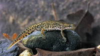 Adult male. March 2005, Bosco Magnano, PN del Pollino, Basilicata, IT