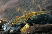Adult female. March 2005, Bosco Magnano, PN del Pollino, Basilicata, IT
