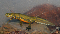 Adult male. May 2007, Doamna woods, Peatr Neamt, RO