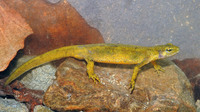 Adult female. May 2007, Doamna woods, Peatr Neamt, RO