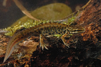 Nominate subsp. adult male. March 2007, garden pond Dilsen-Stokkem, BE