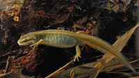 Nominate subsp. adult female. March 2007, garden pond Dilsen-Stokkem, BE