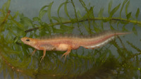 Nominate subsp. leucistic adult male. February 2020, roadside ditch Edegem, BE