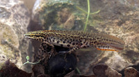 L. v. meridionalis adult male. April 2005, woods NE of Nettuno, Lazio, IT