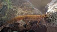 L. v. meridionalis adult female. April 2005, woods NE of Nettuno, Lazio, IT