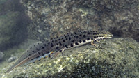 L. v. schmidtleri adult male. April 2001, Dadia forest, Thrace, GR