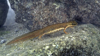 L. v. schmidtleri adult female. April 2001, Dadia forest, Thrace, GR