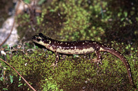 Adult female. December 2005, Karpathos, GR