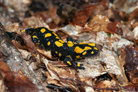 August 2019, Vizzavona Forest, Haute-Corse, FR