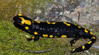 Nominate subsp. May 2007, Doamna woods, Peatr Neamt, RO