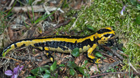 S. s. fastuosa. May 2012, Iraty forest, dept. Pyrénées-Atlantiques, FR