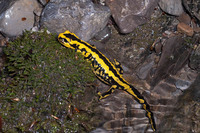 S. s. fastuosa. Gravid female depositing larvae. May 2012, Iraty forest, dept. Pyrénées-Atlantiques, FR