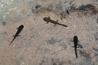 S. s. fastuosa larvae. May 2012, Iraty forest, dept. Pyrénées-Atlantiques, FR