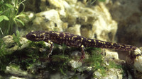 S. s. gallaica, larva near complete metamorphosis. September 2000, Valezim, Seia, PT