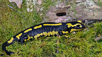 S. s. terrestris. April 2007, Virionval, BE