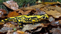 S. s. terrestris with extensive yellow pigmentation. November 2016, Holsbeek, BE.