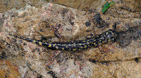 Dorsal pattern. February 2009, Badde Ghiramonte, Monte Albo,Sardinia, IT