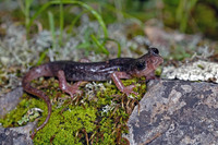 Adult male, note the cirri along the nasolabial grooves. February 2009, near Grotta Sa Manau, Sardinia, IT