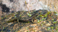 Juvenile. February 2009, Badde Ghiramonte, Monte Albo,Sardinia, IT
