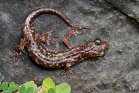 Dorsal view, note the webbing between the toes. 2009, Castello di Quirra, Sardinia, IT