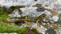 Juvenile. February 2009, Grotta su Bentu, Sardinia, IT