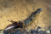 Little or no white mottling on flanks, throat black with extensive white mottling, belly orange with large rounded blotches.