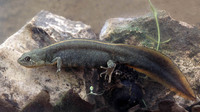 Adult female, often with yellow vertebral line. April 2005, Nettuno, Lazio, IT