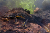 Adult male. March 2007, De Brand, Maaseik, BE