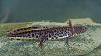 Larva. September 2004, near Paz, Istria, HR