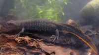Adult female. March 2007, De Brand, Maaseik, BE