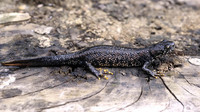 Adult male terrestrial phase. June 2004, groeve 't Rooth, Cadier en Keer, NL