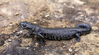 Adult female terrestrial phase. June 2004, groeve 't Rooth, Cadier en Keer, NL