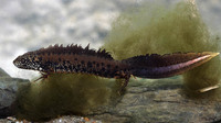 Adult male. Note the long slender body. May 2002, Crisan, Danube Delta, RO