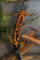 Black throat with white angular spots.