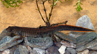 Adult female. May 2007, Murighiol, Danube Delta, RO