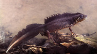Adult male. May 2005, Arkutino swamps, Primorsko, BG