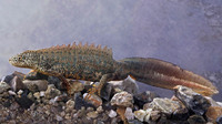 Adult male. May 2004, pond near Prespa Lakes, Macedonia, GR