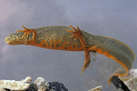 Adult female. May 2004, pond near Prespa Lakes, Macedonia, GR